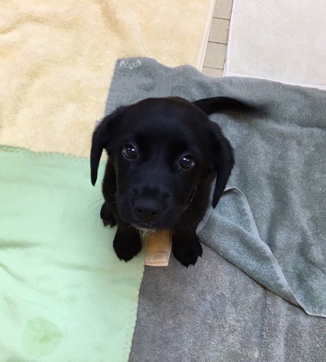 dog_rates's tweet photo. This is Wilson. He was born with a blurry tail. Doesn’t let that hold him back tho. Still a prosperous puppo. 13/10 I love you Wilson https://t.co/s7fvbAVPDw