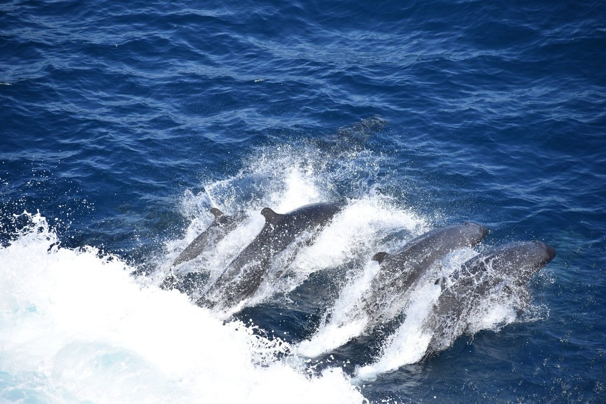 jodi_mohrmann's tweet photo. I had to share this beautiful sight from aboard the expeditionary sea base USS Lewis B. Puller! A pod of dolphins swimming alongside it while underway in the @US5thFleet area of operations. @USNavy #USSLewisBPuller #USSPuller #ESB3 @CENTCOM #TaskForce51 #AmphibiousForce #NAVCENT https://t.co/umTke81Dwr