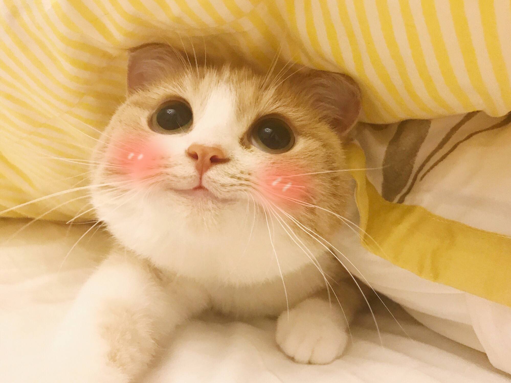 Милые коты Мем