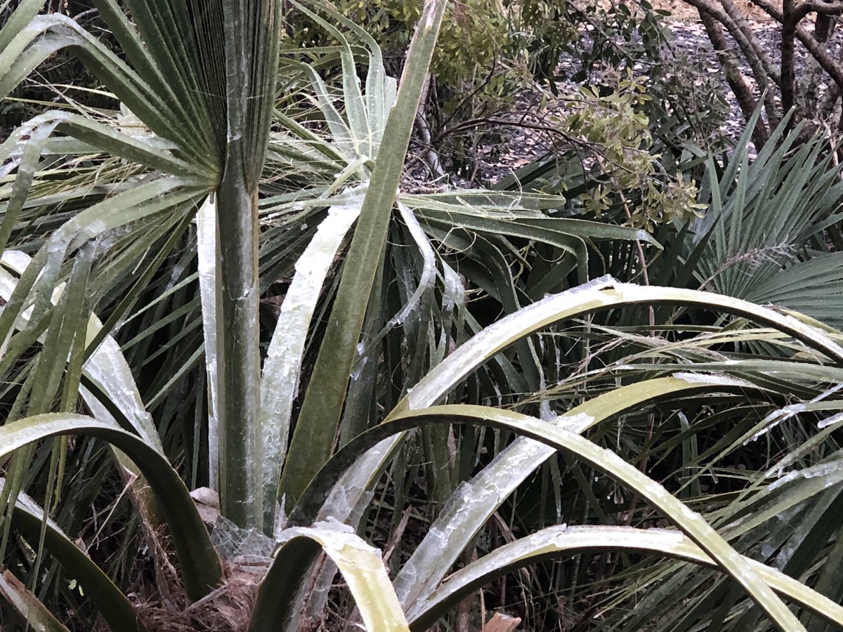 ChristineGtv's tweet photo. The unusual sight of ice covered Palmetto trees. #CHSwinterMess2018 #SCwx https://t.co/y8zmQikqCm