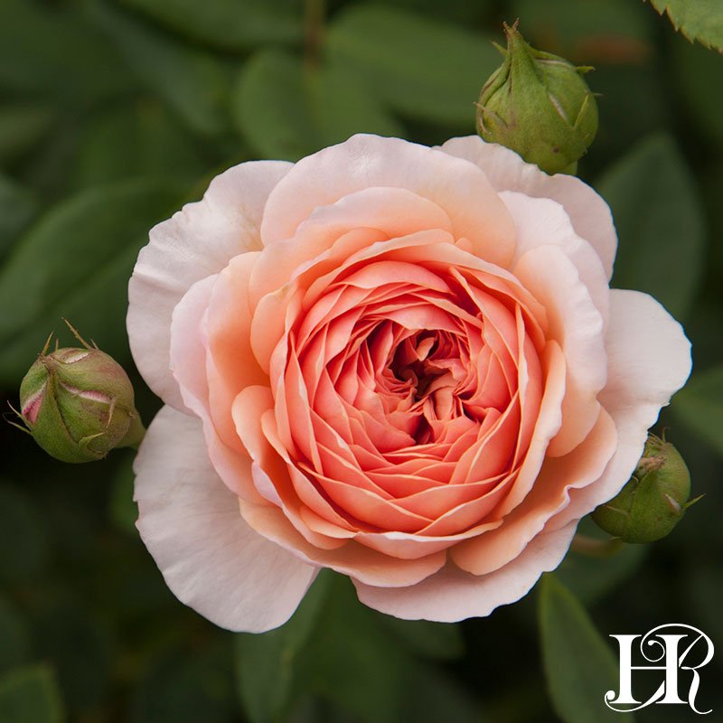 heirloomroses's tweet photo. Apricot-pink petals create a classic rosette arrangement. William Morris™, an exquisite David Austin, alluring with shape, color, and scent. https://t.co/awtvvyxSxL