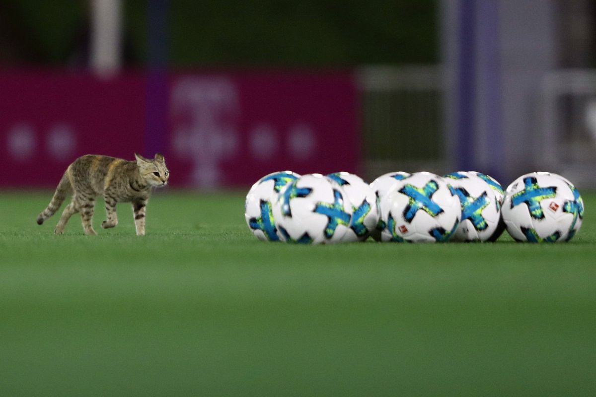 FCBayernUS's tweet photo. #MiaSanMeow. 🐈⚽️ https://t.co/8Khq4hpkjI
