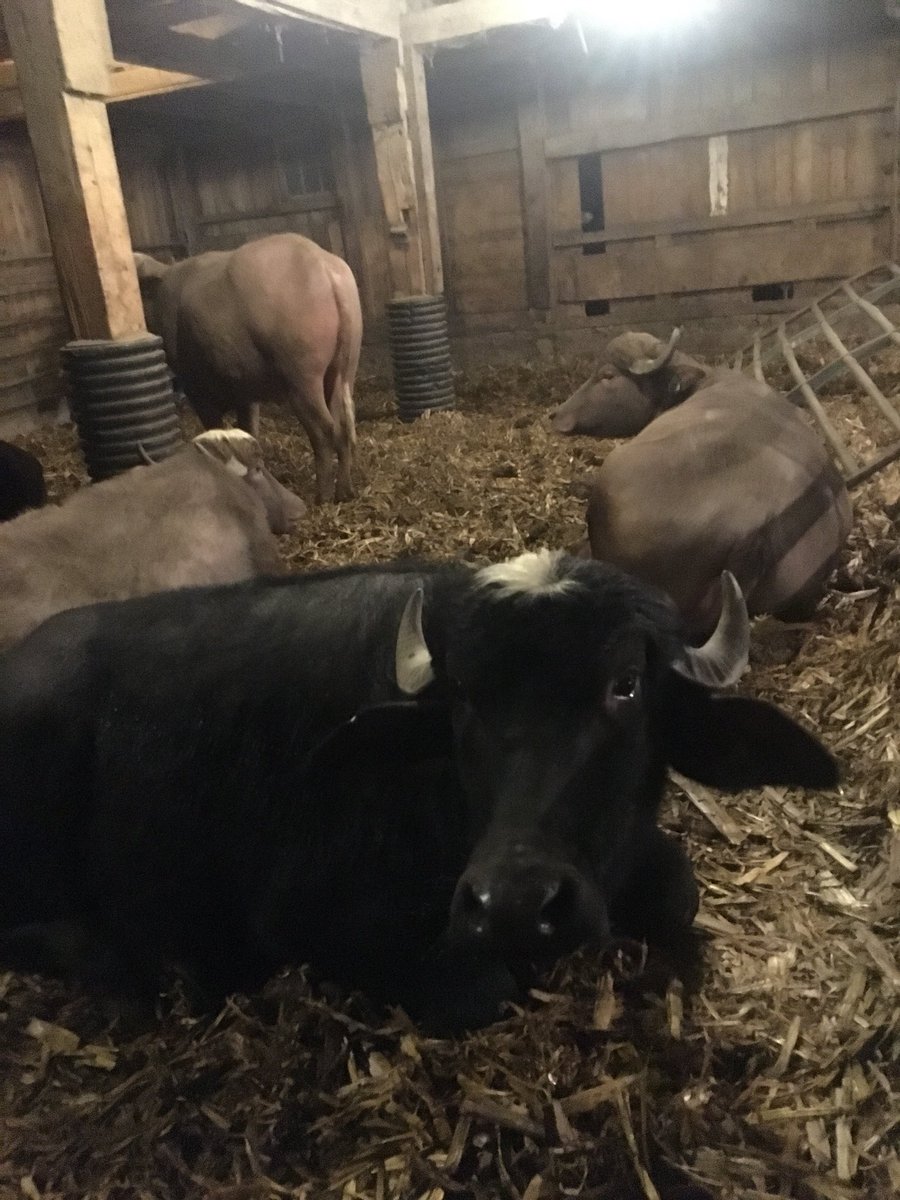 5pointsranch's tweet image. Chillin