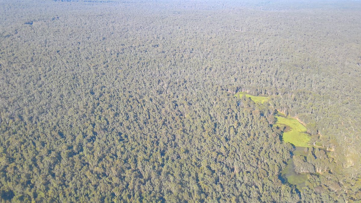 GBCMA's tweet photo. Benefits of fencing off Little Rushy Swamp at #Barmah from grazing are obvious from the air! The moira grass &amp; river swamp wallaby-grass (the bright green area) are going gang busters - good news for the wildlife that depends on these rare #wetland plants. #envirowater https://t.co/7Rq6KNvVs6