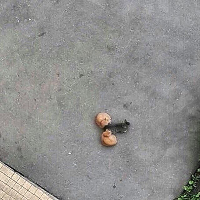 Bodegacats_'s tweet photo. https://t.co/H5xar1RRKI