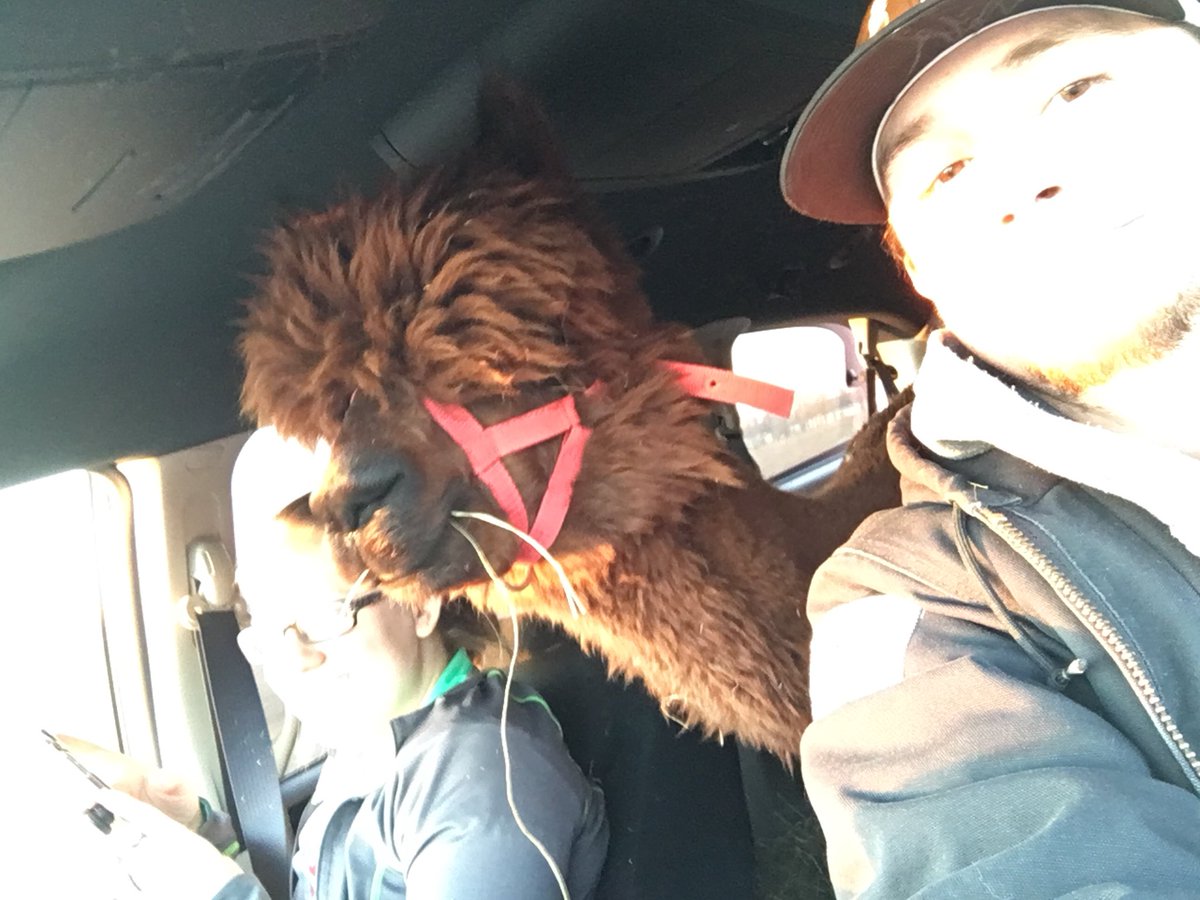 KacieMalyn's tweet photo. So my brother texts me and says “guess what I done today” and proceeds to tell me he surprised his wife with 2 alpacas... and yes they’re riding in his minivan. Meet Rebel and Shenanigan. I can’t make this stuff up y’all. https://t.co/vu2vlb6vyC