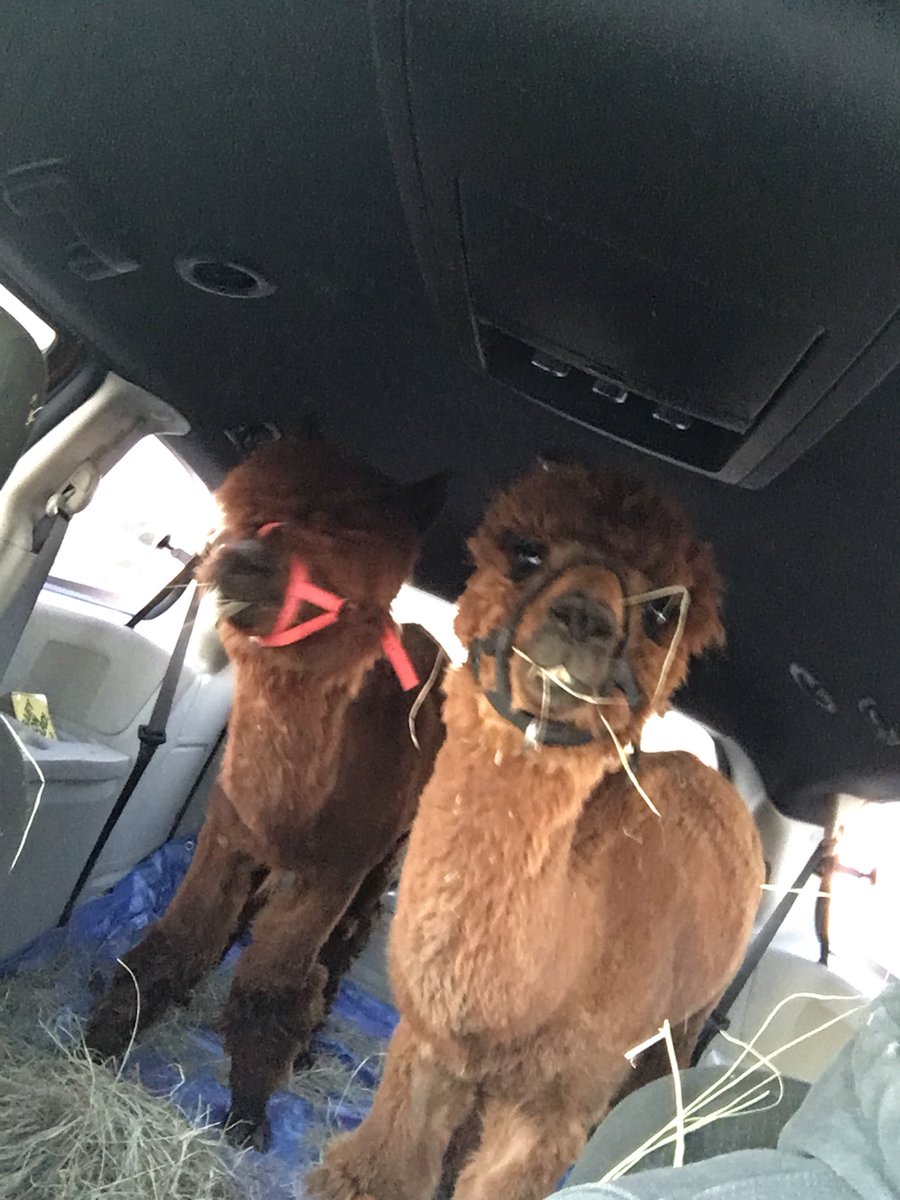 KacieMalyn's tweet photo. So my brother texts me and says “guess what I done today” and proceeds to tell me he surprised his wife with 2 alpacas... and yes they’re riding in his minivan. Meet Rebel and Shenanigan. I can’t make this stuff up y’all. https://t.co/vu2vlb6vyC