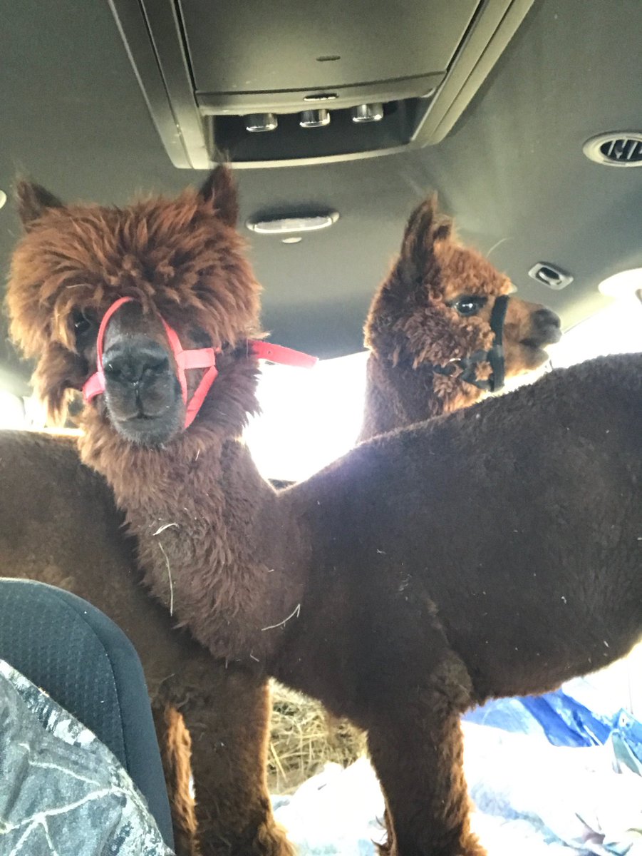 KacieMalyn's tweet photo. So my brother texts me and says “guess what I done today” and proceeds to tell me he surprised his wife with 2 alpacas... and yes they’re riding in his minivan. Meet Rebel and Shenanigan. I can’t make this stuff up y’all. https://t.co/vu2vlb6vyC
