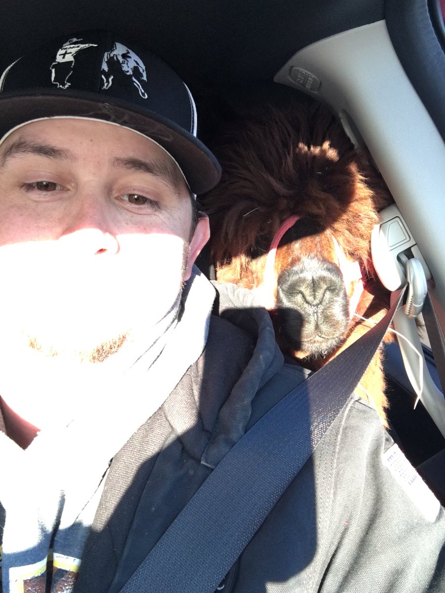KacieMalyn's tweet photo. So my brother texts me and says “guess what I done today” and proceeds to tell me he surprised his wife with 2 alpacas... and yes they’re riding in his minivan. Meet Rebel and Shenanigan. I can’t make this stuff up y’all. https://t.co/vu2vlb6vyC