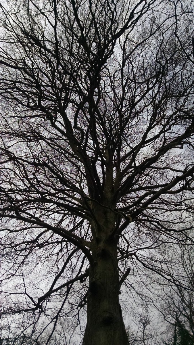 ADWarchitecture's tweet photo. Beautiful beech tree. Annual arboricultural tree health check. Good to be back at work and out among the trees. #arboriculture #Gloucestershire #treesurveying https://t.co/8pR2Ap9frE