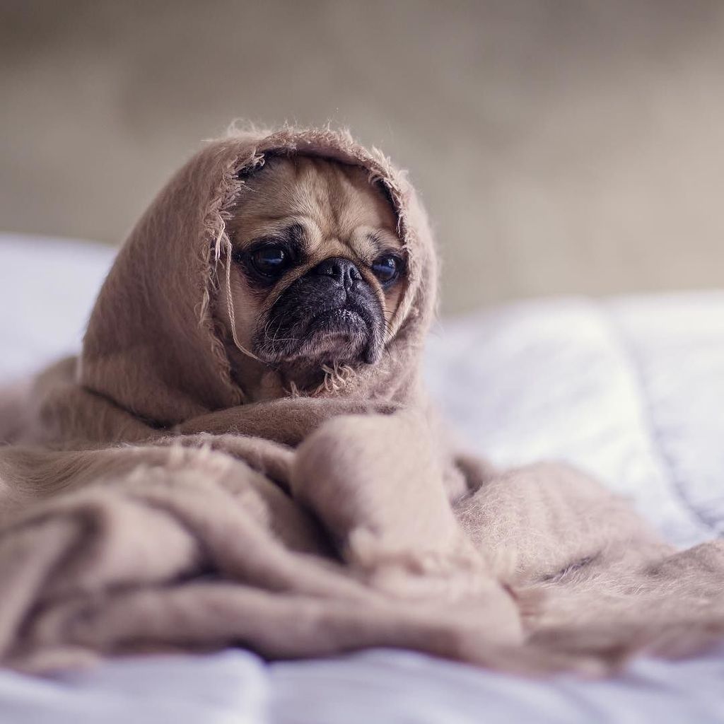 Introspec_'s tweet photo. Wellness Friends: Raise your hand if you tried to set up the Facebook pixel for your funnel, but quickly gave up because you felt like you were biting off more than you can chew? But a pixel is a must so you can gather important insights for your #health… https://t.co/oI7mfpx85f https://t.co/l3WFhHb9Ev