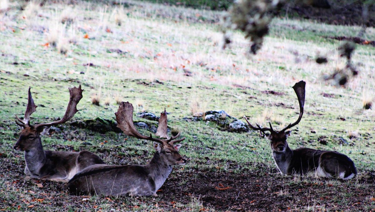 EMELMANI's tweet photo. 📸 Nueva entrada en PicturesElMani.

El Gamo (Dama Dama). 

https://t.co/IoK5NYqD8T

#Caza #Campo #Naturaleza #Gamo #Trofeo #DamaDama #Photo #Blog https://t.co/itqP7NS1u4