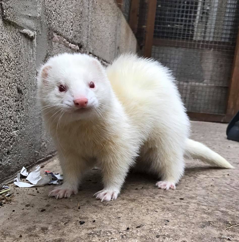 Freshfields on Twitter "Ferrettale of New York AnimalTopTwentySongs