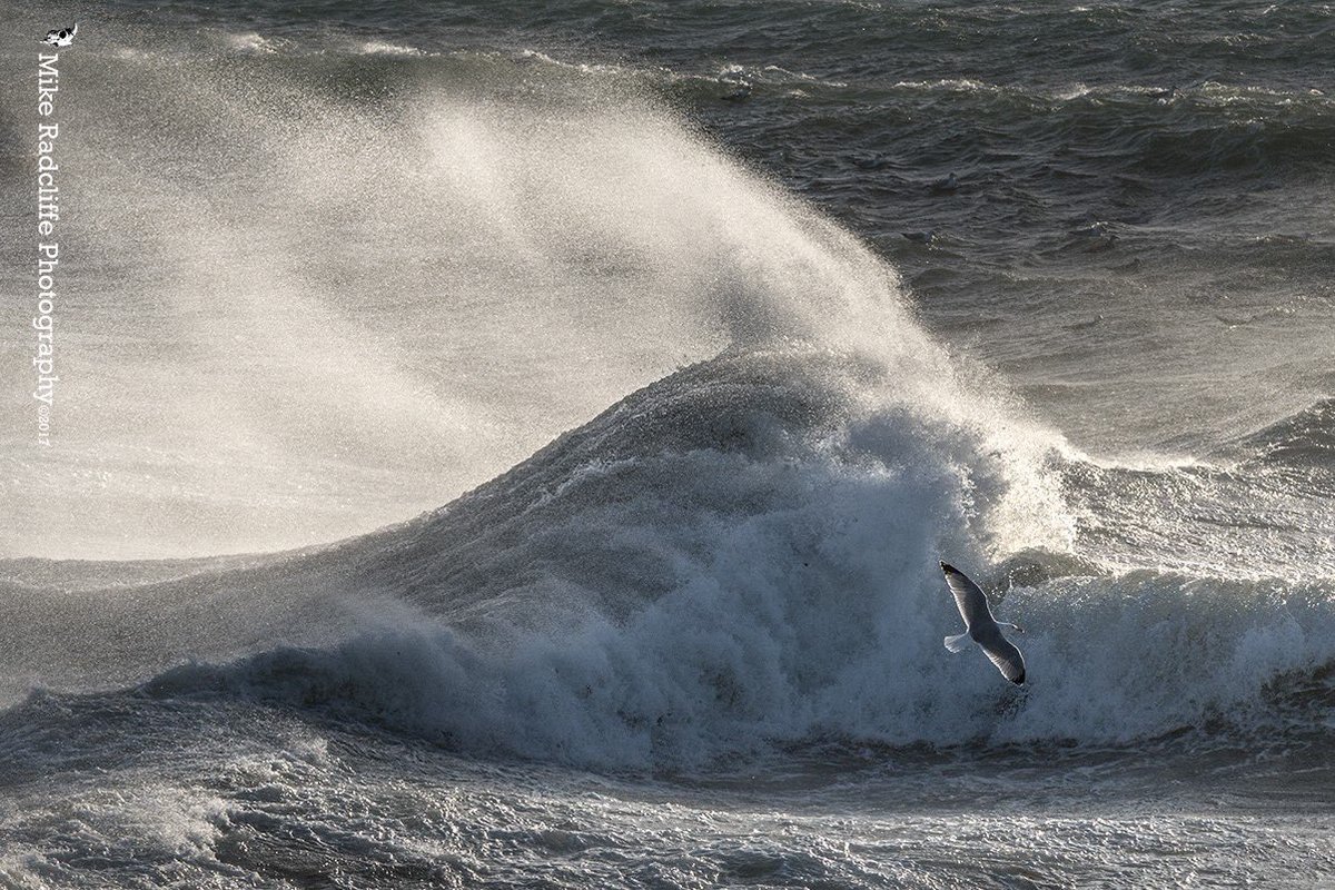 ManxMikePhotos's tweet photo. โRider on the stormโ #herringgull#seabird #StormDylan #castletown #IsleofMan @Manxdotnet @visitisleofman @iomnewspapers @manxnature https://t.co/oGTv89EZRI