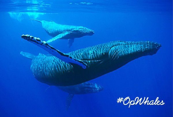 Anon4dolphin tweet picture