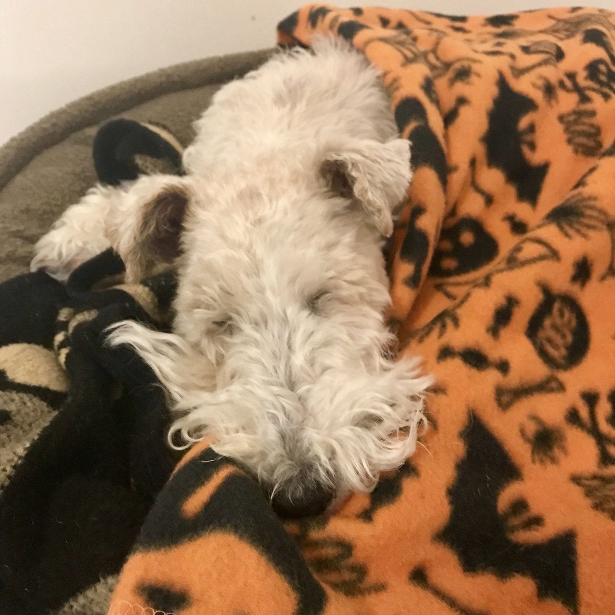 MaisieTillyWFT's tweet photo. Hi pals, Maisie ere. Soz no twitterin til now as mumsie bin out and about werking. Still under my cape, have bin out fur little bit of food earlier, holding leg up from time to time still... metacam to help me feel betterer and more restums. Fanks fur all yer luffly messagums 😘x https://t.co/WEQwUYBKwd