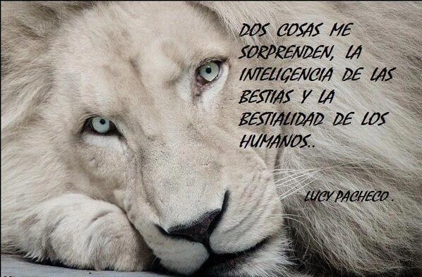 AnimalesEnExtinción tweet media