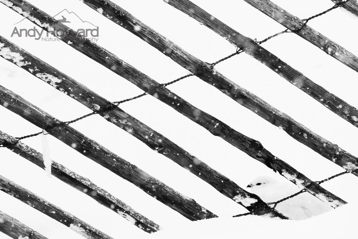Here’s something a bit #arty for you lovers of #BlackAndWhite #Photography

#Ptarmigan behind bars. 

Taken today in the #Cairngorms with a #canon #7DMK2 &amp; 100-400mm 

<a href="/BBCEarth/">BBC Earth</a> <a href="/WildlifeMag/">BBC Wildlife</a> <a href="/Natures_Voice/">RSPB</a> <a href="/_BTO/">BTO</a> <a href="/BirdGuides/">BirdGuides</a> <a href="/RareBirdAlertUK/">RareBirdAlertUK</a> <a href="/BWPMag/">B+W Photography</a> <a href="/TheCairngorms/">The Cairngorms</a> <a href="/VisitCairngrms/">VisitCairngorms.com</a>