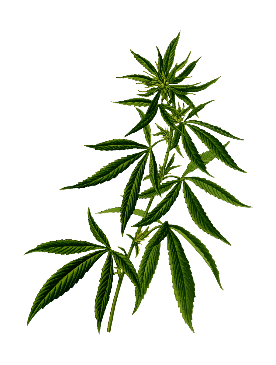 canrve's tweet photo. Q2 What are the best cannabis strains for pain? #cannabischat https://t.co/VlrLP5jwNp