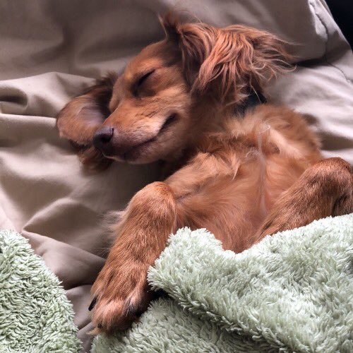 Please vote to help my dog Moose win "The Cutest Pet of Winter" on Pet Parade. You have to download the app to vote. pets.app.link/N2TQqJdOpJ