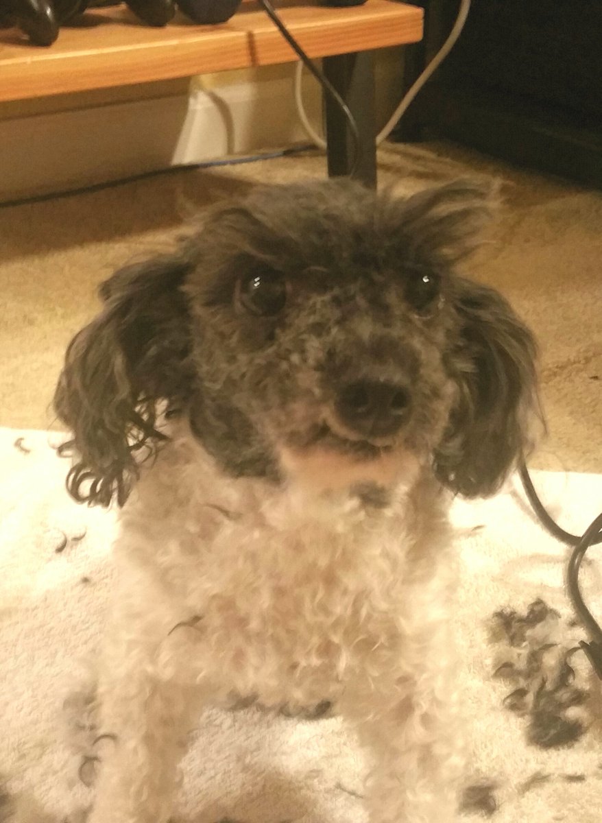 Despite my best efforts, my wife would not allow me to give our poodle supervillain eyebrows during his last cut.
