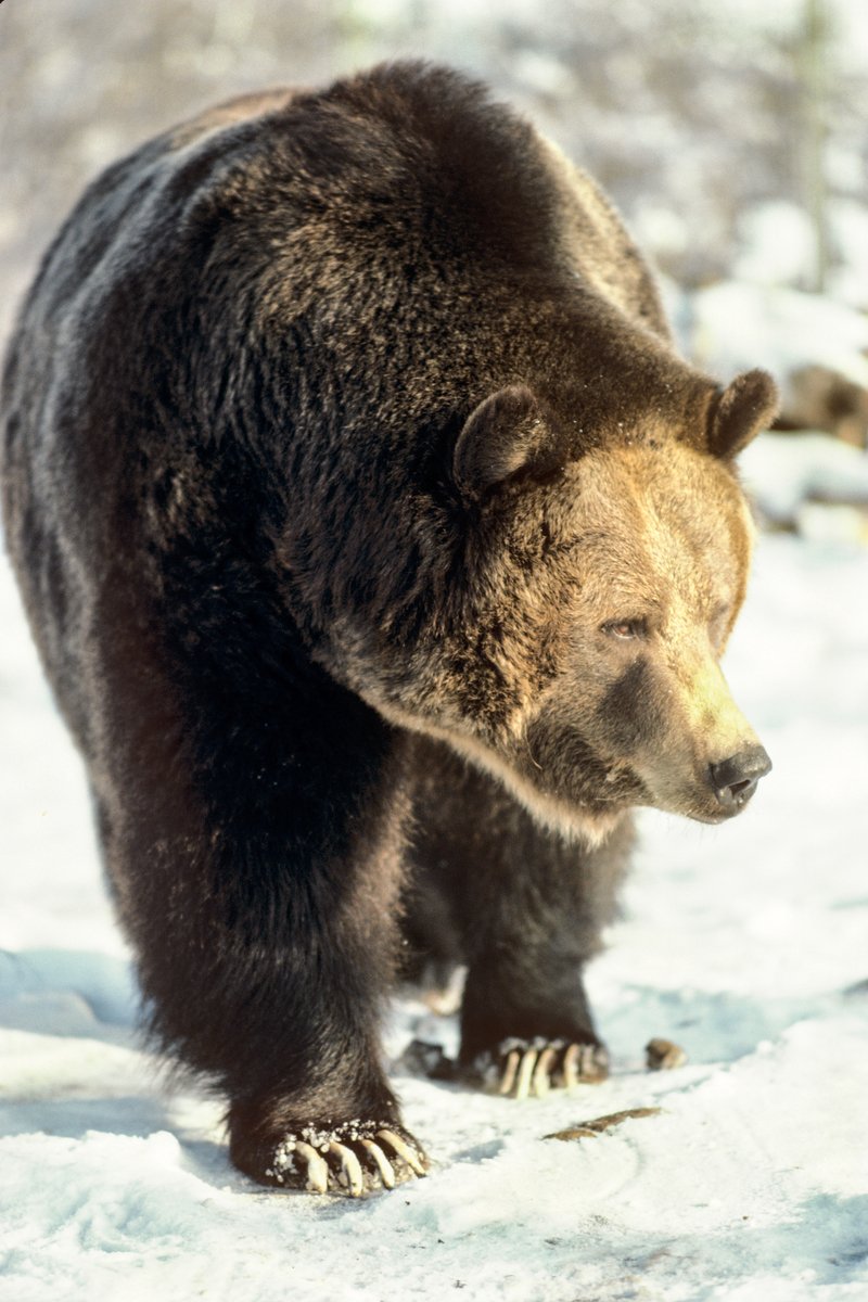 Sweet dreams: it’s the #FestivalofSleep! 🌟 Wildlife need their rest too… #DYK? Bears in our parks are hibernating right now to survive our harsh 🇨🇦 winters. 🐻 #KeepWildlifeWild