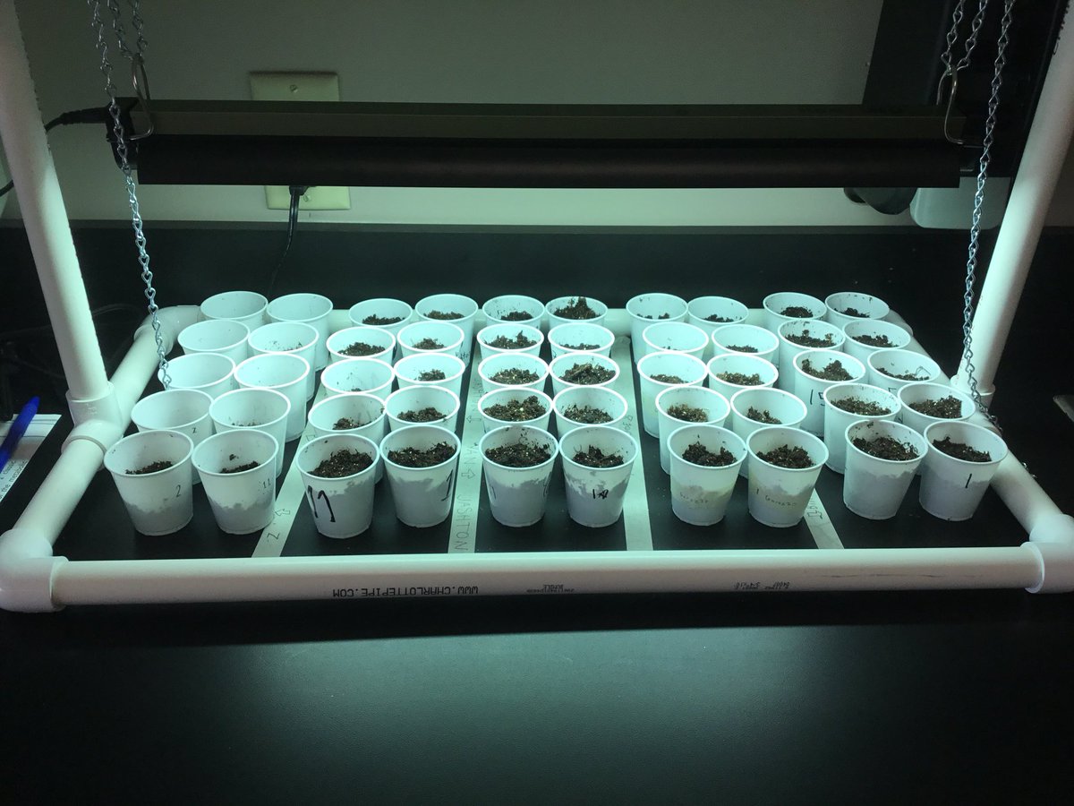 biobythemathmom's tweet photo. Started artificial selection lab in #apbio both sets are under different plant lights, curious to see if there’s a difference in growth #teach180 https://t.co/6ELabdtBbz