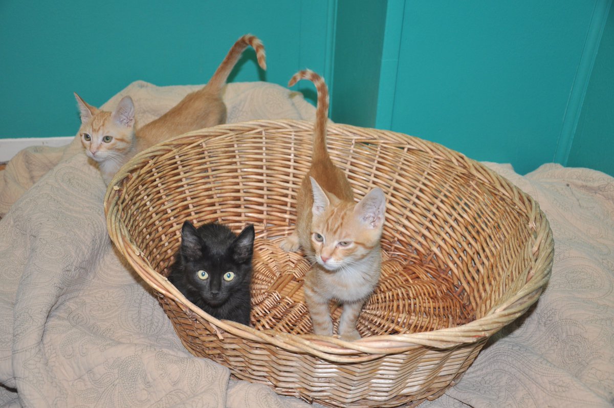 Here are some of our little four legged friends here at <a href="/RitaBHuff/">Rita B. Huff Shelter</a>  Humane Society. We have plenty  more for you to come in and look at. We have puppies and kittens as well as adult dogs and cats to adopt.