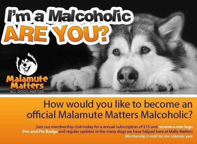 Would you like to join Malamute Matters? malamutematters.wordpress.com/2018/01/03/wou…