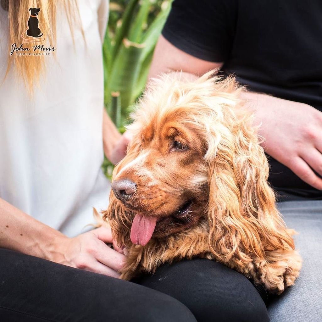 J0HN__'s tweet photo. 🐕💕😁 .

That moment you remember that you forgot to brush your hair 😅. #scruffyhair #cockerspaniel #cocker #cockerlove #cockergram #cockerpuppy #CockerSpaniel_feature #cockerspanielworld #cockerspaniel_world #dogsarefamily https://t.co/AxLaXqkyC9 #johnmuirphotography https://t.co/AzU3M2JTir