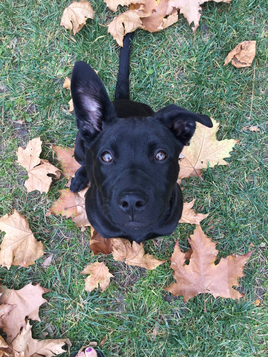 kanespock's tweet photo. Lucy dog Spock, the 4 mo old lab mix puppy, says hello. https://t.co/QuWiexDeuT