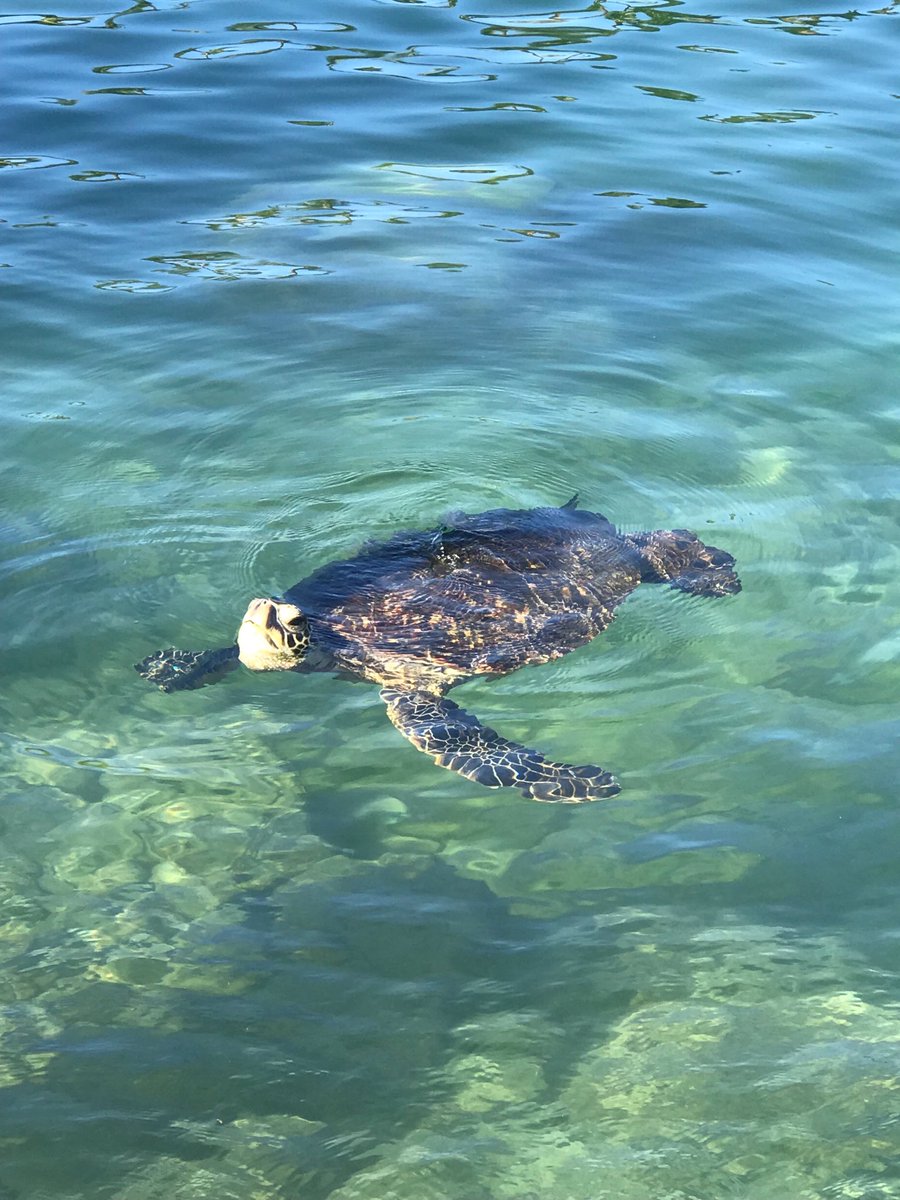 The Hawaiian Honu #hicss51 #hicss <a href="/HICSSnews/">HICSS</a>