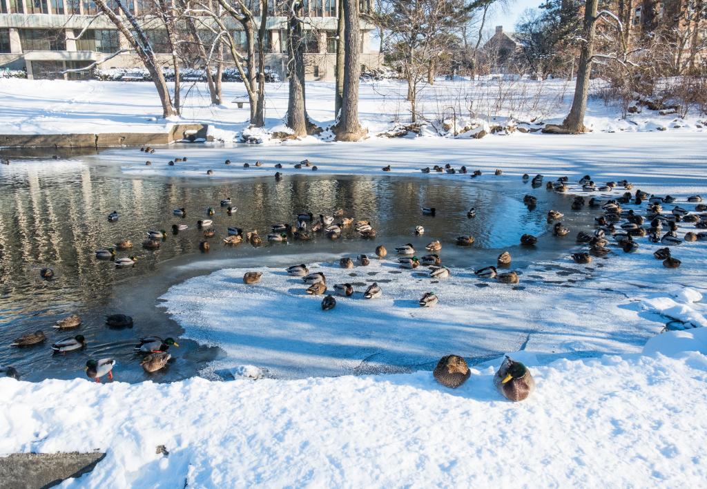 michiganstateu's tweet photo. Quack. #MSUView https://t.co/vgwCQVthpW