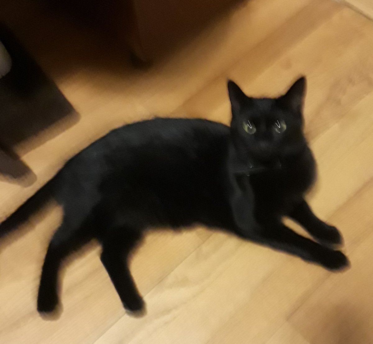 grisham_shrew60's tweet photo. When you snap a pic and it looks like your cat is wearing false eyelashes! What the heck??? 😂😂😹 #whiskerswednesday #catsrule #MyLibra #blackcats https://t.co/gXD8KWjuRe