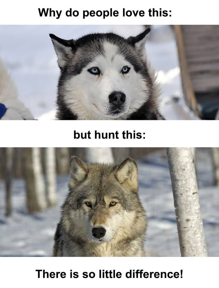 Htth16Htth's tweet image. There is nothing scientific about killing off apex predators. There is no CONservation in trophy hunting either......facebook.com/HTTHBanTrophyH…

#StopKillingWolves #WarOnWolves #StopKillingPredators #BanTrophyHunting #BanTrophyKilling