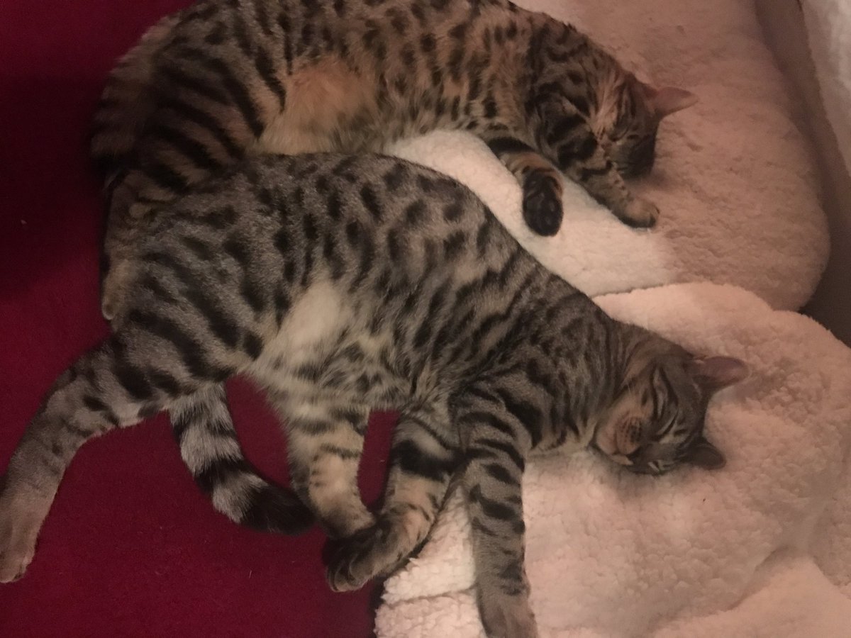 RiccoAndRickon's tweet photo. Myth: Cats sleep 19hours a day.
We will test this right after a nap 💕😸💤 #riccoandrickon #catsneed19hourssleep #testingitout #CatLovers #CutenessOverloaded #bengalcat #brothersleeping #CatPerson #CatsOfTwitter #Naptime #Sleepyhead #kittens #dreamsdocometrue https://t.co/URfFNRYgH2