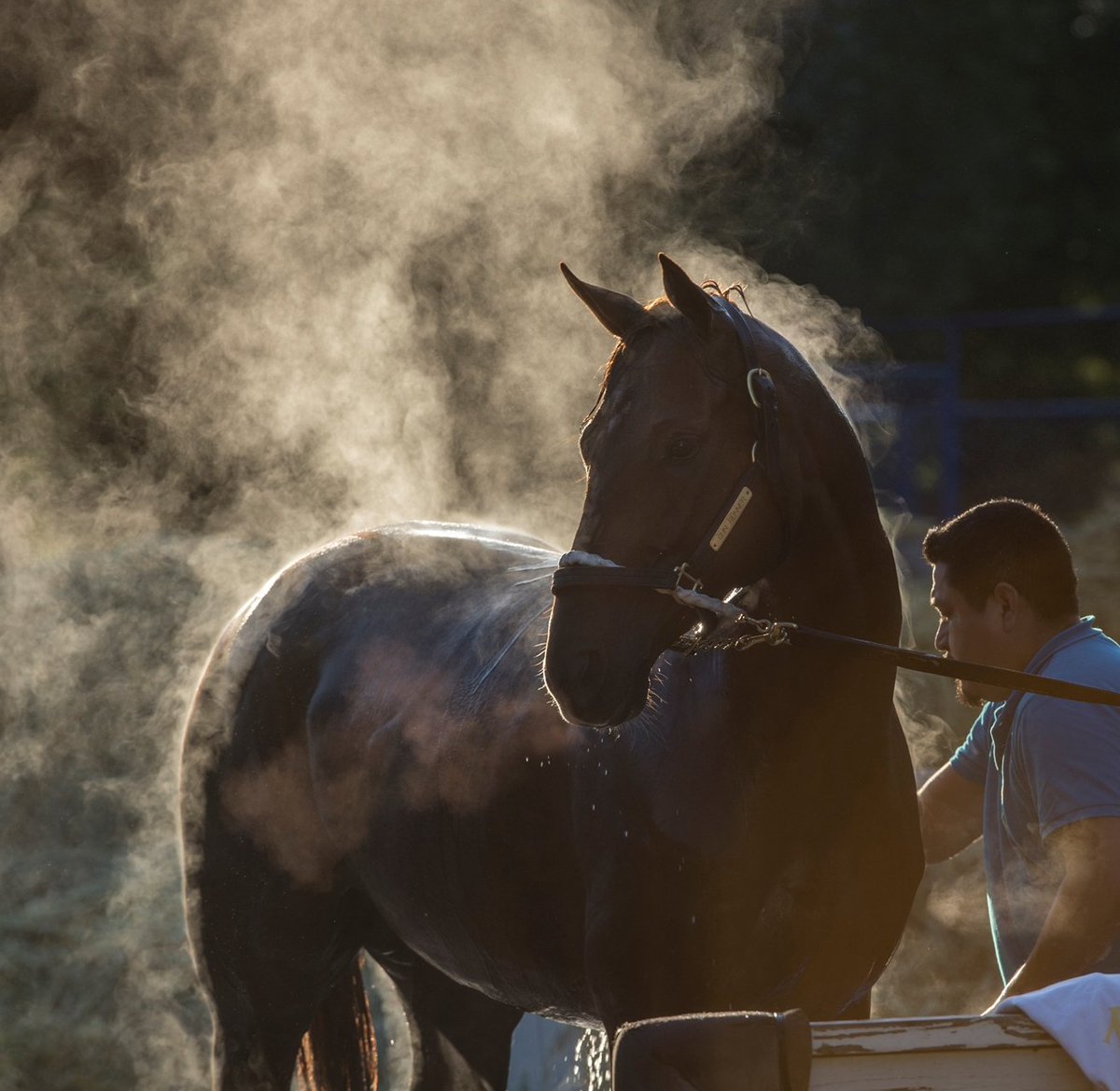 BloodHorse's tweet photo. Slideshow - Photographer's Favorites: 2017 Year in Review. Images by @BH_AEberhardt, @ChadBHarmon, @SKIPSCAM, @MakMathea4, and more!
https://t.co/LqP3W7vNs0 https://t.co/1oPzMwjVNe