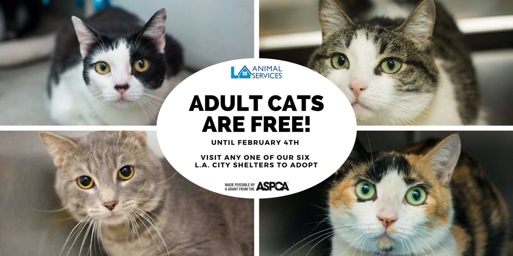 LACityPets's tweet photo. Thanks to the @aspca and @aspcapro #aspcagrants, adult cats over 4 months old at LA City shelters are free to adopt! You have until February 4th to take advantage of the waived fee. https://t.co/xOKyDFH1bg