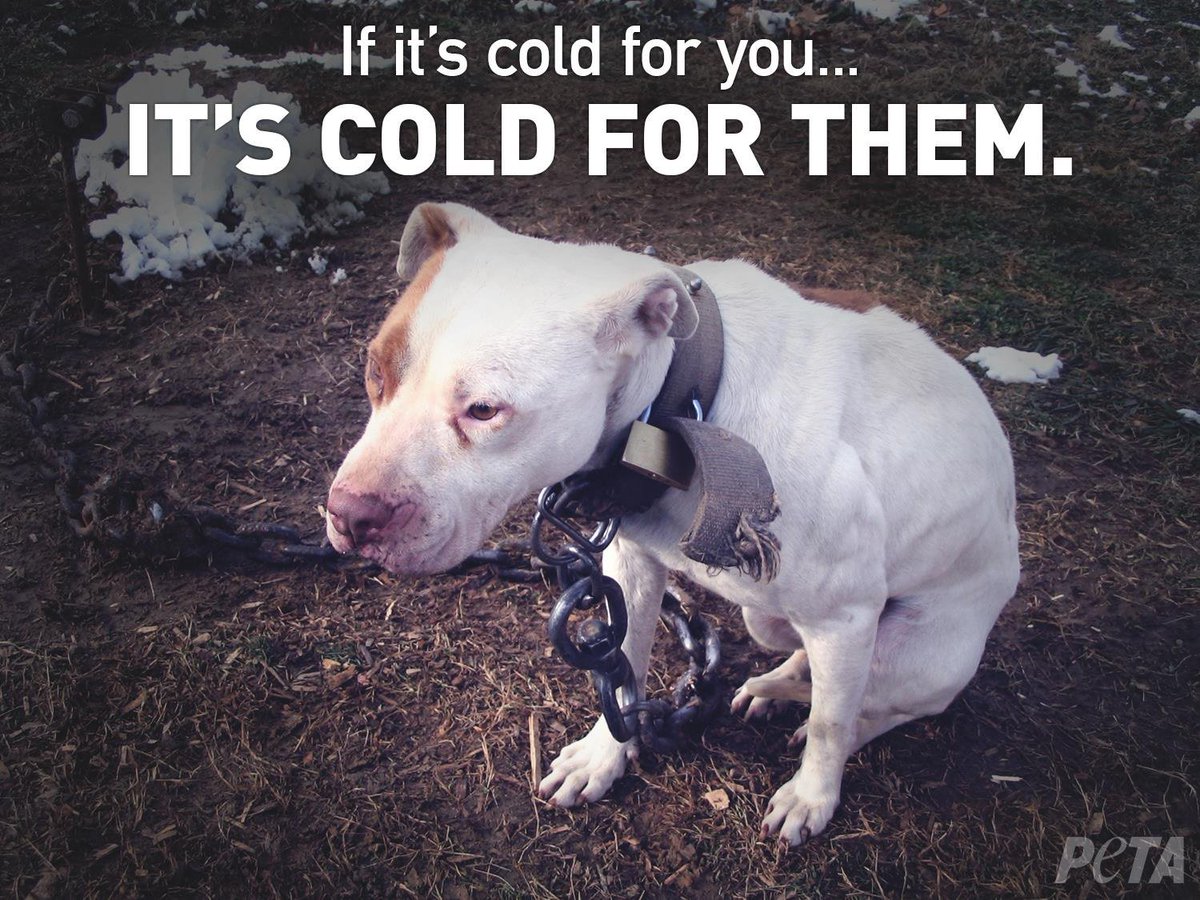 peta's tweet photo. @CherylNelsonTV Please share these lifesaving tips to protect animals during the cold weather (keep them inside!), as freezing temps affect Norfolk: https://t.co/yy2i5sDaUd ❄️ https://t.co/zRVCPuneag