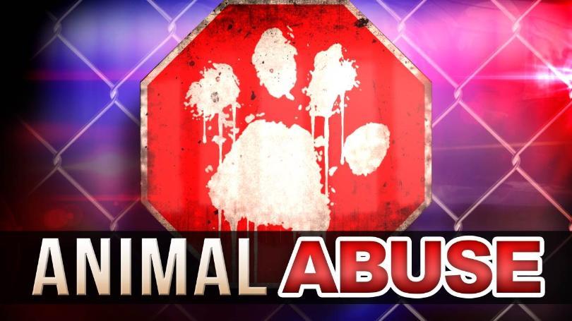 wcax's tweet photo. #NH woman charged with neglecting 22 dogs in subzero temps https://t.co/L6jEiur8sS https://t.co/VCRyjfAyWw
