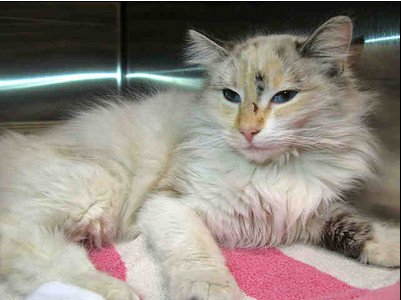 Siamese Angels On Twitter Corozon A Beautiful Lynx Point Calico