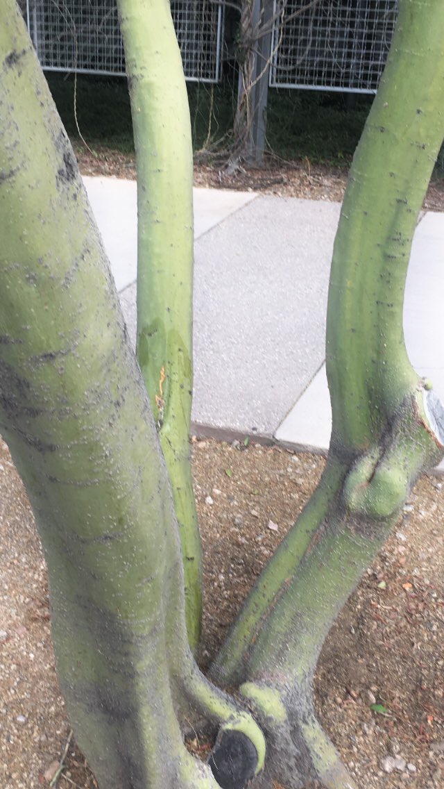 magpiemcd's tweet photo. #paloverde - no leaves? No problem! Photosynthesis straight up! https://t.co/qOnUVnhXhP