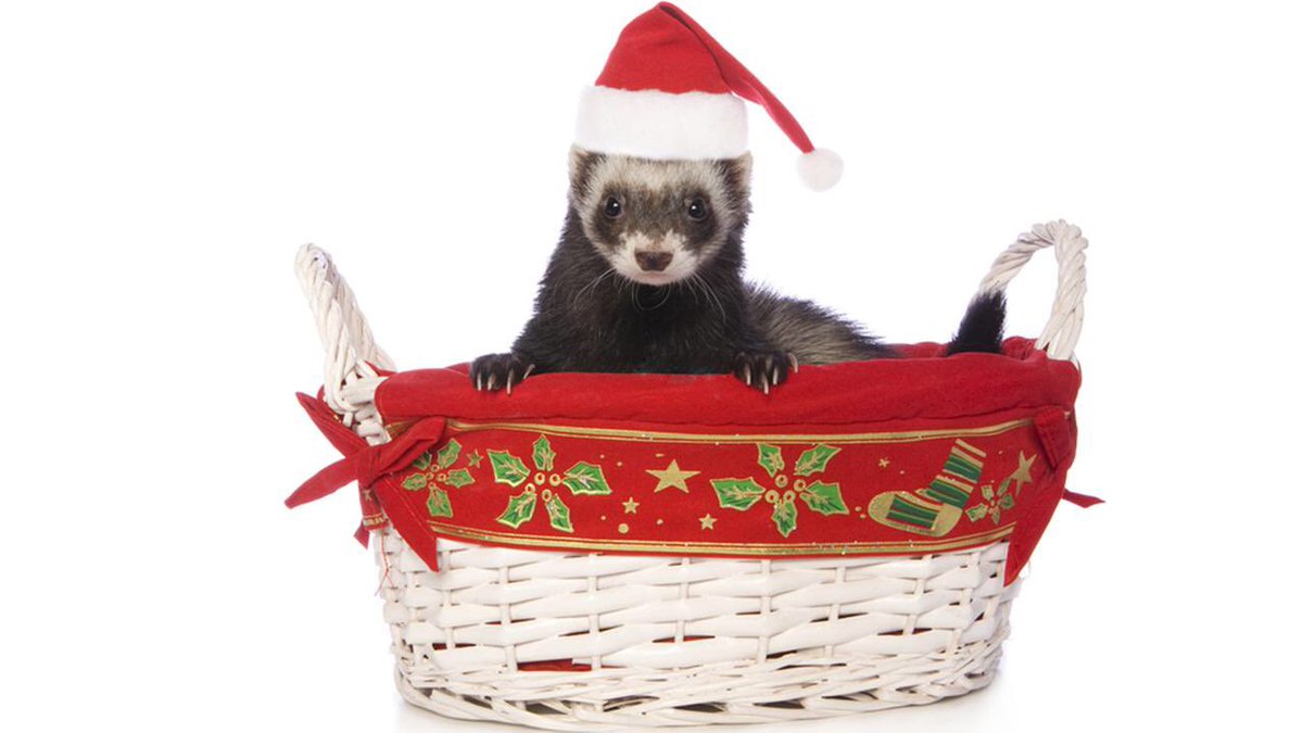 CatSnakesDaily's tweet photo. Merry Christmas and Happy Holidays from your favorite Cat Snake account!!! https://t.co/0PRqqZ25RK