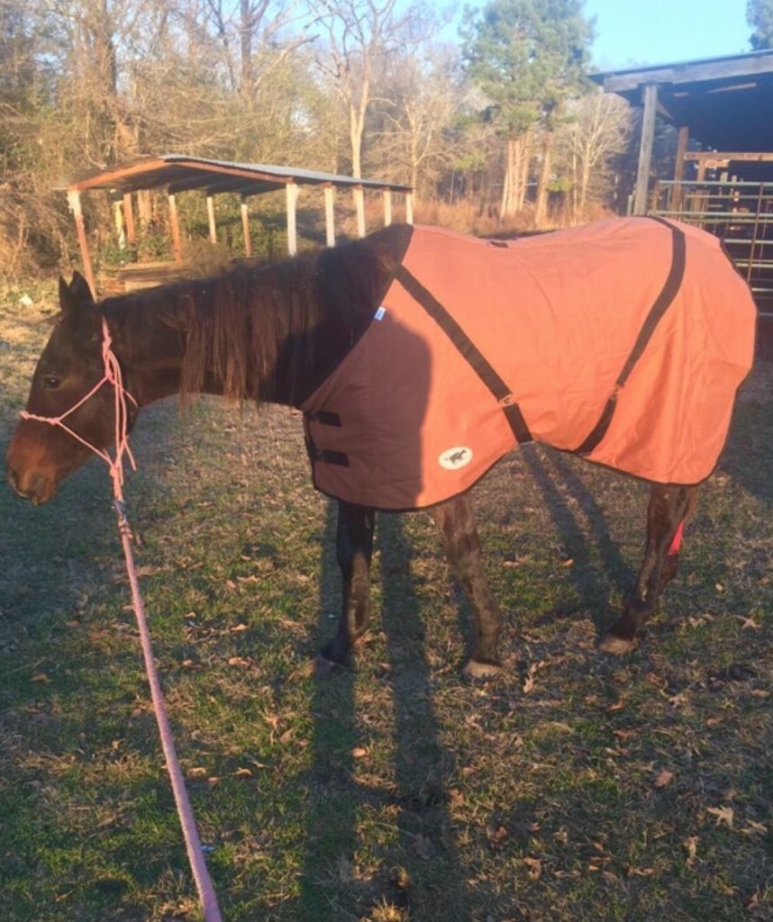 DinaAlborano's tweet photo. Waiting on prognosis on "Lunar Girl"...
Tough day talking to former connections. She broke her pelvis at 4yrs old in a starting gate and broke 5 of the 6 major bones in her knee at 6....now this. *second two pictures are a bit tough to view... please don't if you're squeamish😔 https://t.co/fno4lYe0Hk