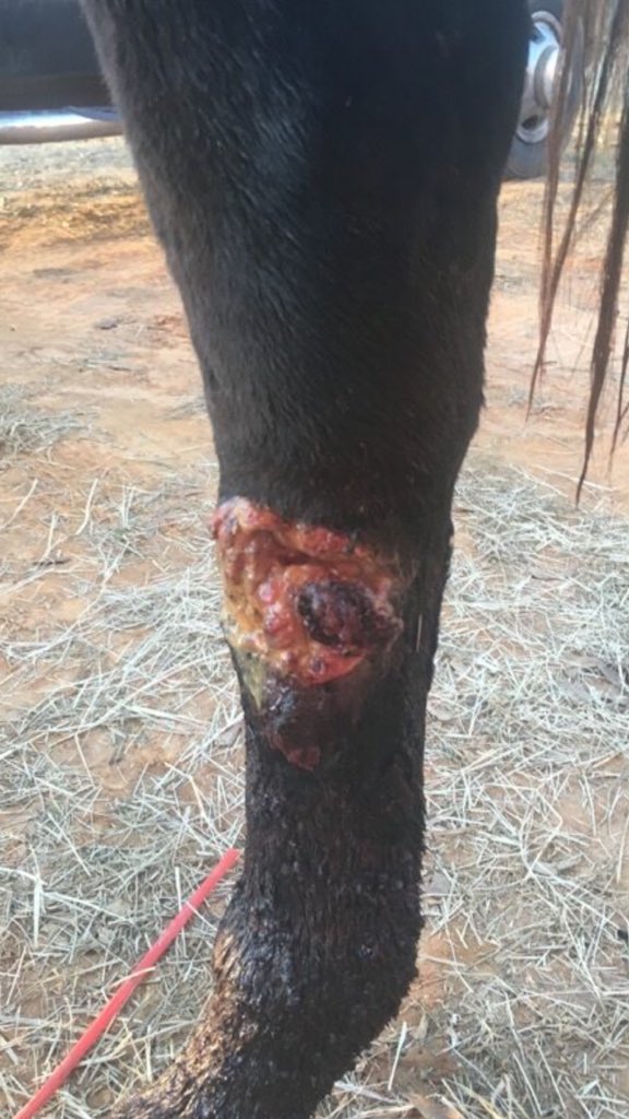 DinaAlborano's tweet photo. Waiting on prognosis on "Lunar Girl"...
Tough day talking to former connections. She broke her pelvis at 4yrs old in a starting gate and broke 5 of the 6 major bones in her knee at 6....now this. *second two pictures are a bit tough to view... please don't if you're squeamish😔 https://t.co/fno4lYe0Hk