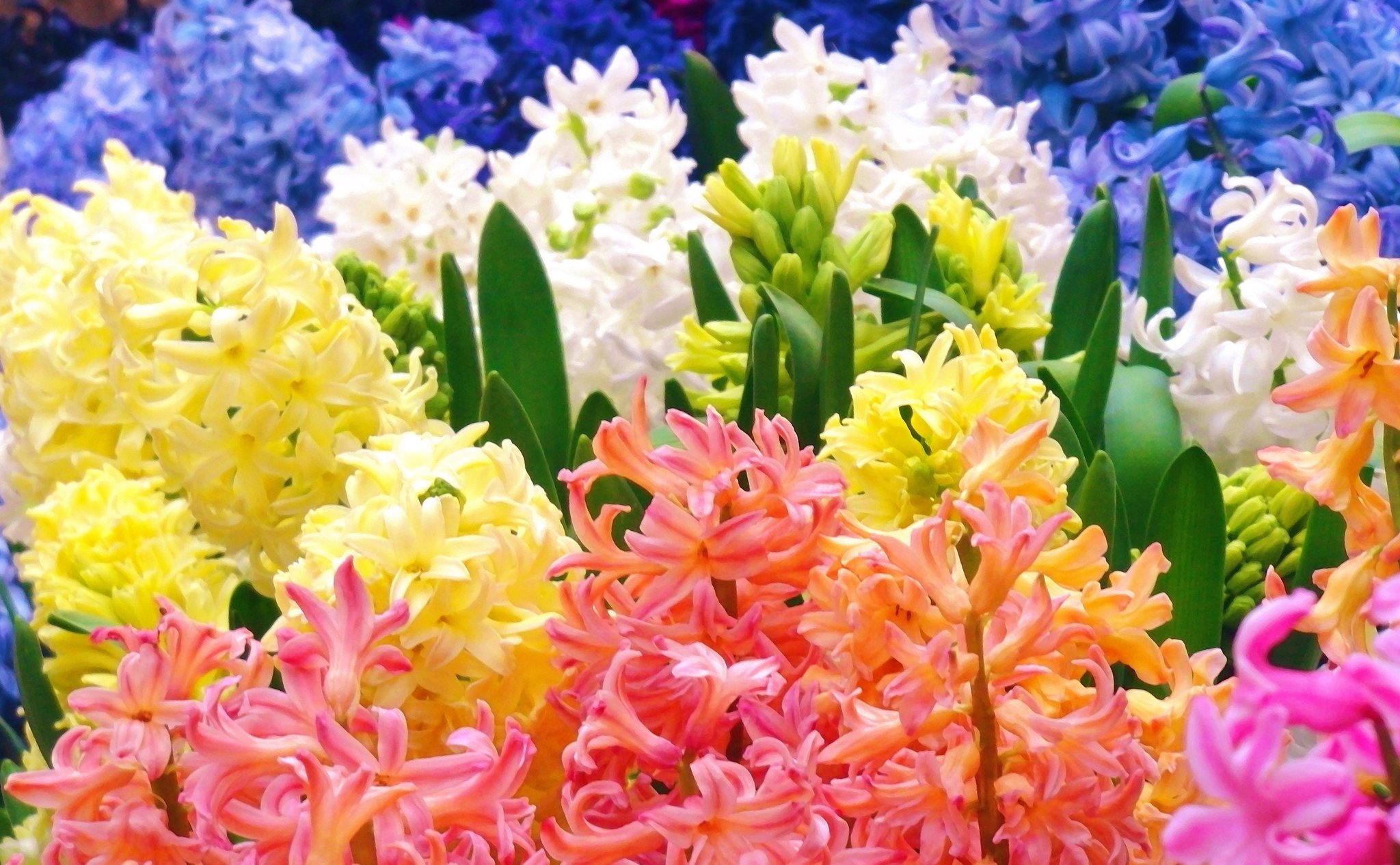 Twitter এ 花 1月4日の花 ヒヤシンス 花言葉 心静かな愛 ツルボ亜科ヒアシンス属 渡来 1863年 ギリシャ神話 太陽神アポロンに愛された美少年 ヒュアキントスに焼きもちをやいた 西風の神ゼピュロスの風により 円盤が額に直撃し亡くなってしまう