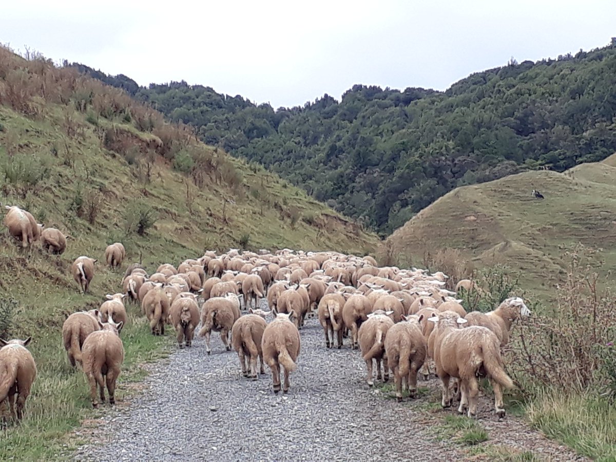 annanelson_4's tweet photo. Before and after shearing. Dodging rain showers...lambs happy back on    summer crop #rainroulette https://t.co/xKioQuw9yR