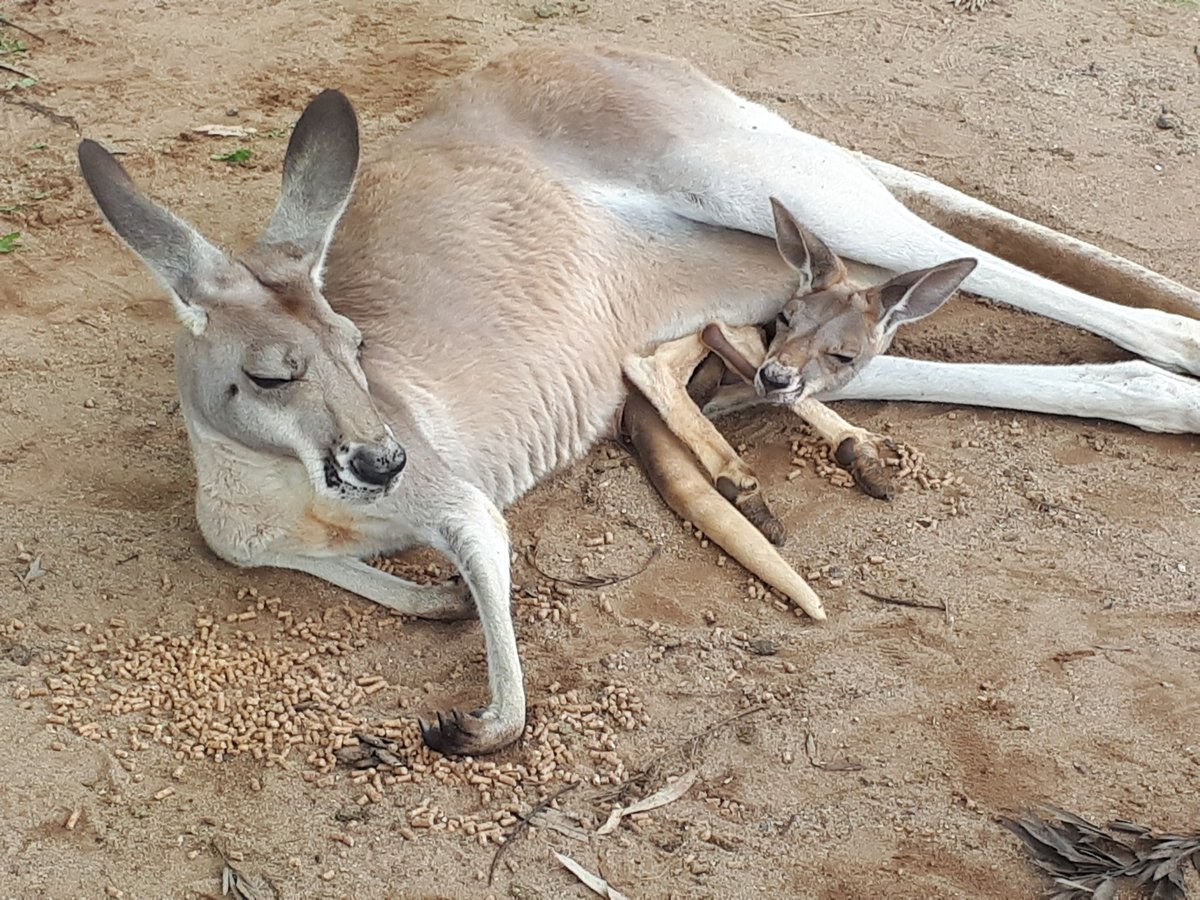 Having a great time at lone pine - not just koalas here! <a href="/lonepinekoala/">Lone Pine Koala Sanctuary</a>
