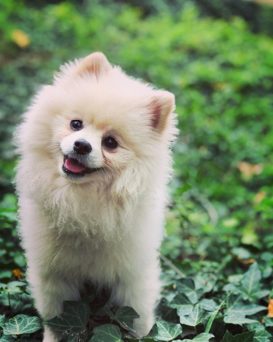MasterDog22's tweet photo. Beautiful Louis🐾FAMILY DOG TRAINING🐾😍 818-290-9411
https://t.co/exiSNOoLTD
#masterdogtraining #dogtraining #obediencetraining #puppytraining #mastertrainer #obediencedogtraining #woodlandhills #beverlyhills #familydog #royaldogacademy #maximbasyro #pomeranian #pomeranianpuppy https://t.co/1GZVvgSX7I