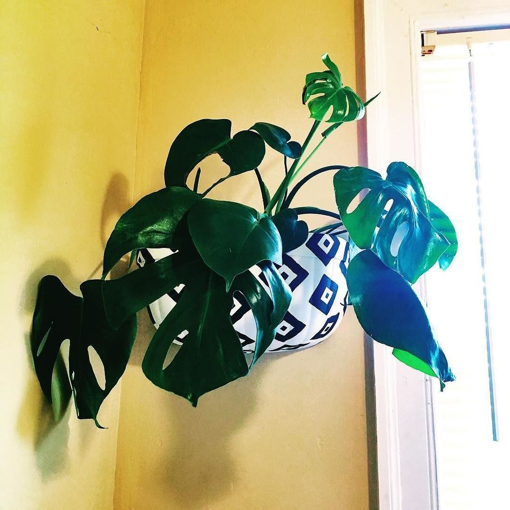 Hieropice's tweet photo. One monstera closer to a jungle-apartment. He’ll be happy on the bathroom wall.
•
#monstera #plants #plantlady #jungle #jungalow #jungalowstyle #tropical #green #leafy #leaf_ladies #leaflady #leafladies #plantlife #hieropice https://t.co/WsGUz0Dcgi https://t.co/sFZItKwavf
